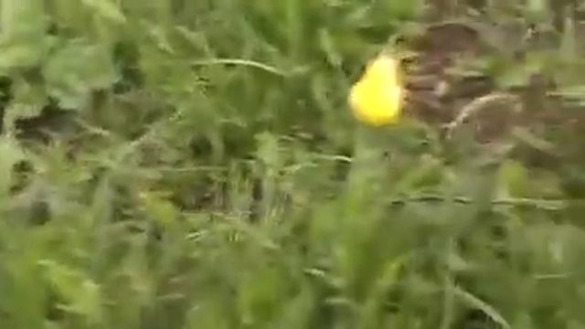 Как прекрасна степь моя в апреле... смотреть онлайн
