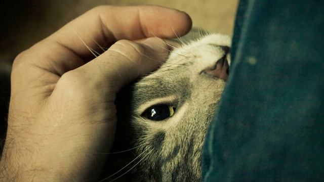 Самые «разговорчивые» кошки Какие кошки мяукают больше других The most "talkative" cats смотреть онлайн