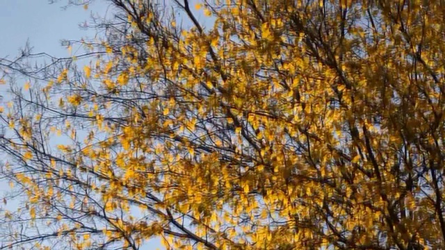 Осень золотая смотреть онлайн