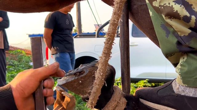 非遺馬術：農村拉車黃馬修剪蹄子，民間修蹄師把它綁上馬樁，用電動磨蹄機快速修剪蹄子，安裝馬蹄鐵 смотреть онлайн