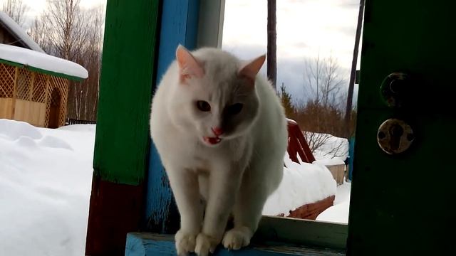 Кот Муртазей на даче. смотреть онлайн