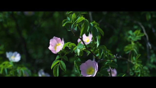 Sony A7III 4k Test Cinematic | Zenitar 50M