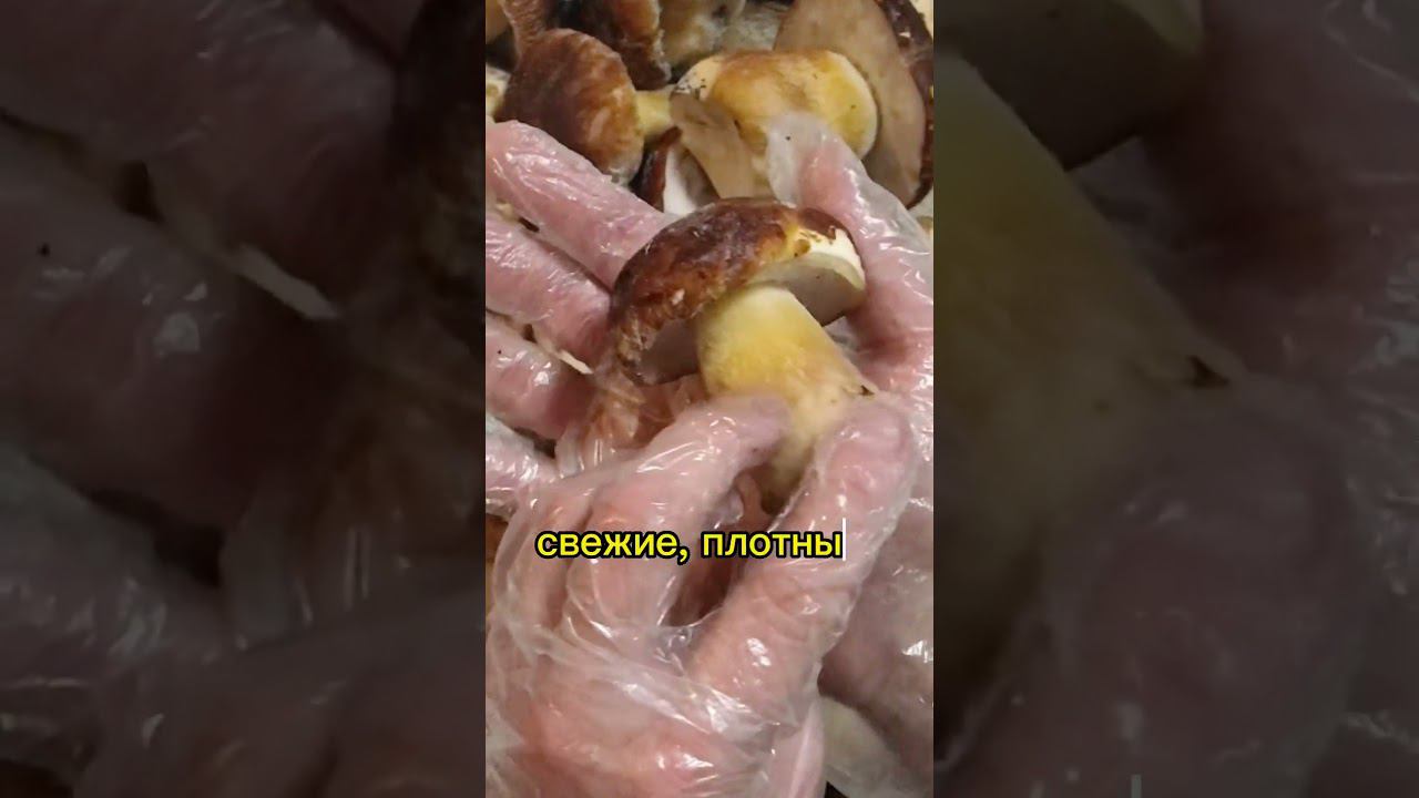 Белые грибы