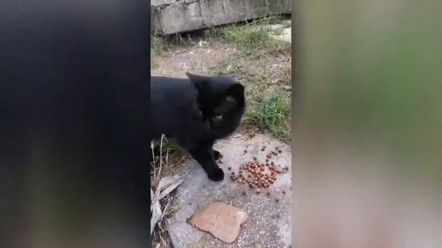 ❤️Все такие разные, наши меньшие. У каждого свой характер. И ждут ❤️😻❤️ смотреть онлайн
