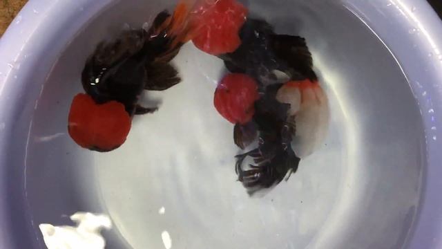 Beautiful Black Red Cap Orandas смотреть онлайн