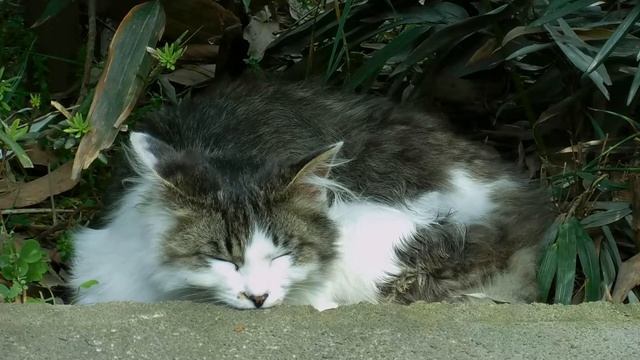 寝顔　いやし　子ネコ　ミユ　001　ニコンクールピクス6900で撮影,cat,kitten,nikon,coolpix,6900 смотреть онлайн