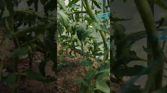 Томаты Бони ММ смотреть онлайн