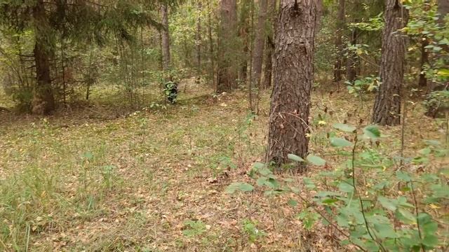 Девяностолетняя бабуля смогла усмирить дикого кабана. смотреть онлайн