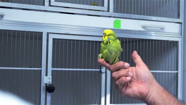 BUDGERIGAR BREEDING muhabbet kuşu -Aviary visit- [🌍Budgie Planet] Exhibition Budgies смотреть онлайн