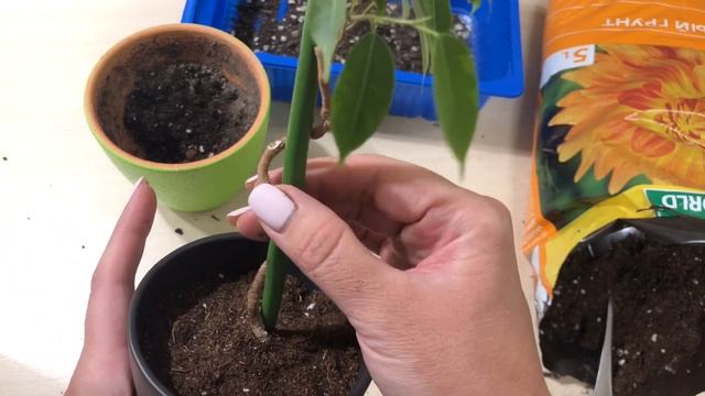 Фикус Бенджамина Кинки. Формировка ствола в форме спирали. Часть 2 смотреть онлайн