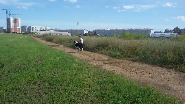 Бугай Алабай. Социальный эксперимент. смотреть онлайн