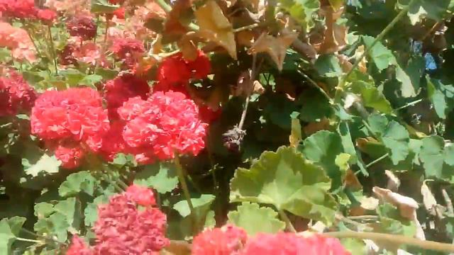 geranio rojo смотреть онлайн