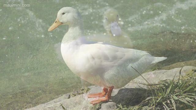 Sonidos de Animales para niños * Aprender y divertirse! смотреть онлайн