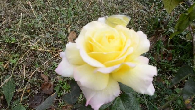 Осень Красивая роза Бабочка на розе смотреть онлайн