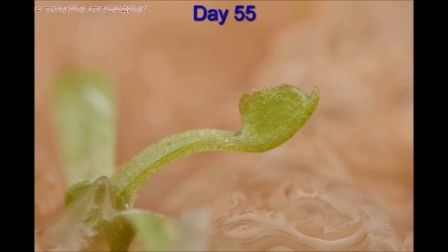 Venus Fly trap in 80 days смотреть онлайн