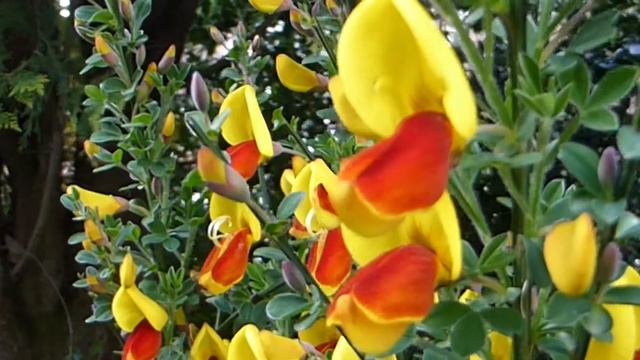 Bicolor Broom - Cytisus Scoparius - Sópur - Blómstrandi Runni - Garðyrkja