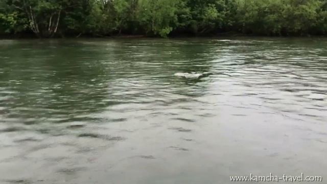 Рыбалка на Камчатке. Монстры Паратунки - как устоять? Лосось 2020. смотреть онлайн