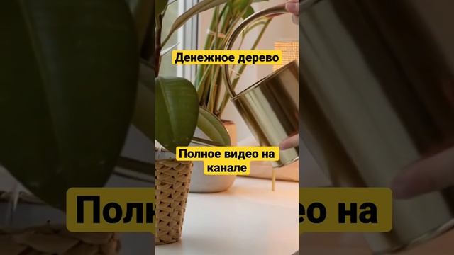 Денежное дерево, польза и вред. #денежноедерево #толстянка #крассула #суккуленты #shorts смотреть онлайн