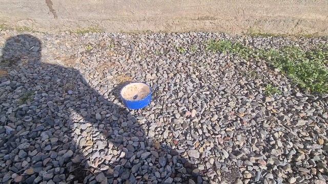 Щенки спасённой таксы осваиваются в доме/Щенок Ника не сдаётся смотреть онлайн