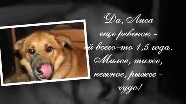 Лисочка ДОМА!