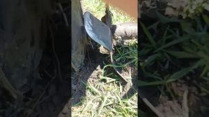 Фрезы культиватора точить или нет?