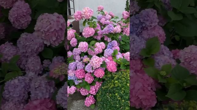 #гортензия #садгортензий #hortensia #flower #garden #сад #macrophylla #hydrangeaflower #hydrangea смотреть онлайн