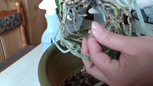 ПЕРЕСАДКА МОИХ ОРХИДЕЙ С ЦВЕТОНОСАМИ!!! 1 - часть! УЗНАЙ ГЛАВНОЕ!!! смотреть онлайн