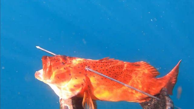 30KG MACKEREL AND 9KG TUSKY - Spearfishing East Coast Australia смотреть онлайн