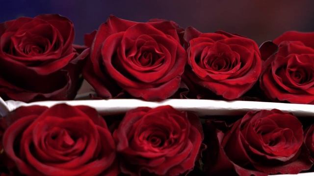 Обзор розы Explorer 50 см | Плантация Petrona Flowers | Эквадор | Цветы оптом смотреть онлайн