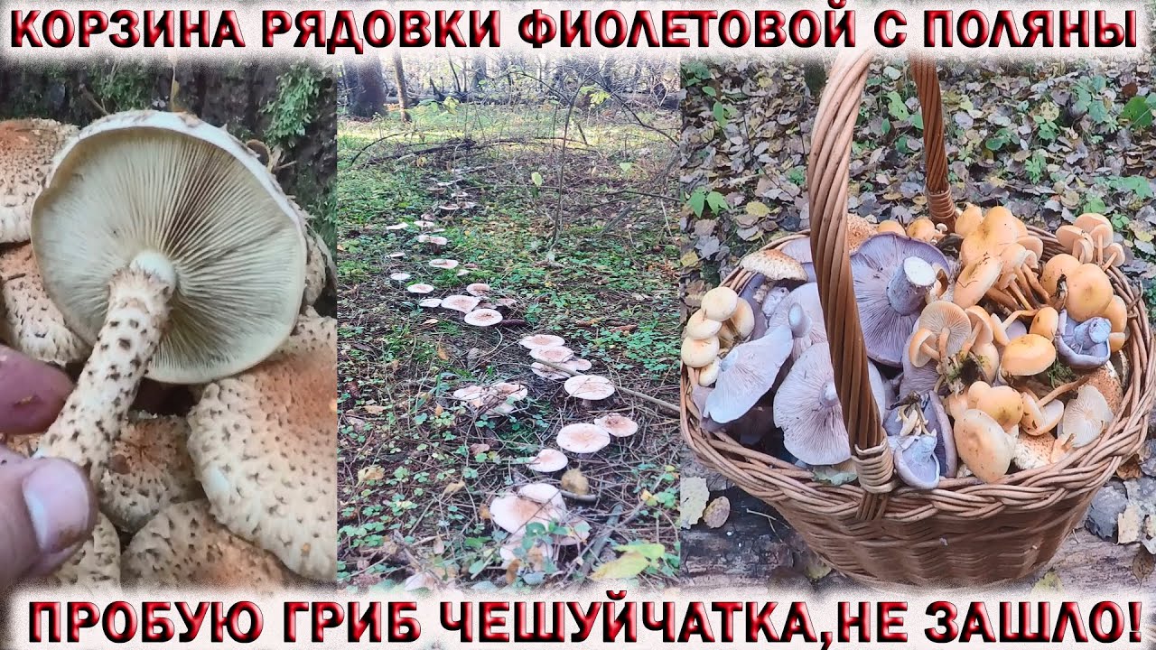 ?КОРЗИНА РЯДОВКИ ФИОЛЕТОВОЙ С ОДНОЙ ПОЛЯНЫ.?ПРОБУЮ ГРИБ ЧЕШУЙЧАТКА?НЕ ЗАШЛО! Грибы Подмосковья смотреть онлайн