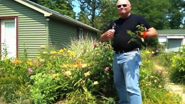 Pruning Roses: Gardening Techniques for Hybrid Tea Rose Pruning to Make The Job Simpler смотреть онлайн