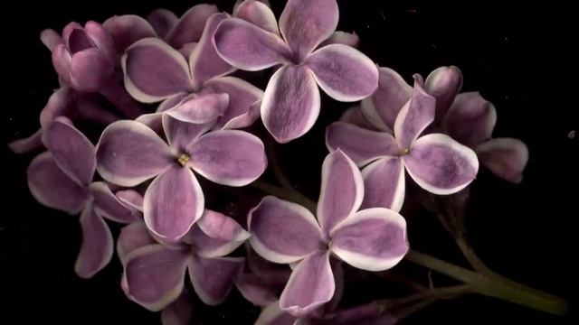 Lilac 'Sensation' / Syringa vulgaris 'Sensation' смотреть онлайн