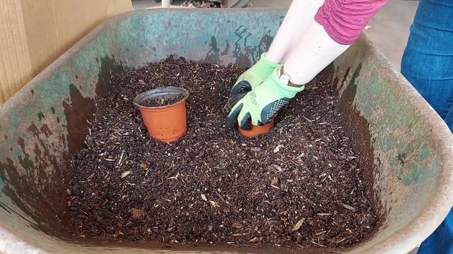 Potting Up Selaginella /Spike Moss | Rhizophores And Adventitious Roots