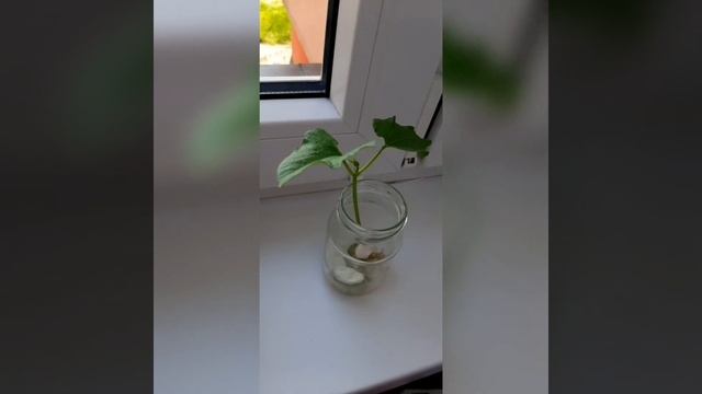 Как вырастить фасоль в домашних условиях | фасолька на подоконнике | смотреть онлайн
