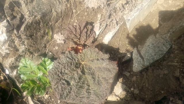 сиялаф ва чикири дар дараи ромит смотреть онлайн