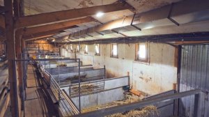 Разведение коз и обустройство фермы | КФХ «Долина Коз»