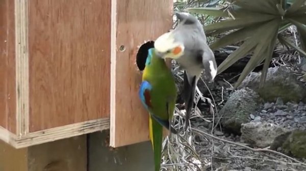 Cockatiel Companion 8 HOURS OF COCKATIELS!!! Mega Compilation