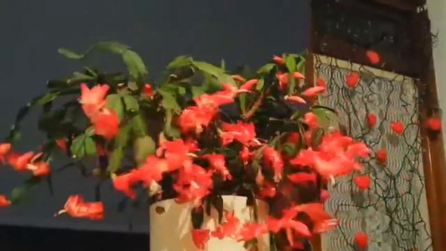 Christmas tree. Grote Schlumbergera rose Lidcactus Kerstcactus. Mila Raido youtube смотреть онлайн