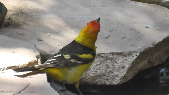 Rare Pretty Beautiful California Bird - Western Tanager - Red Yellow смотреть онлайн