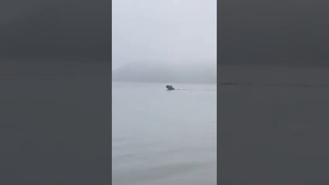 Riverboat 390нднд.дельфинирует.пвх протираеться