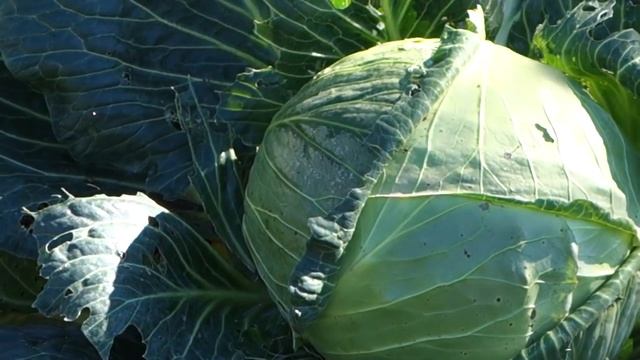 270.ТАКОЙ КАПУСТЫ ЕЩЕ НЕ БЫЛО 2018 смотреть онлайн