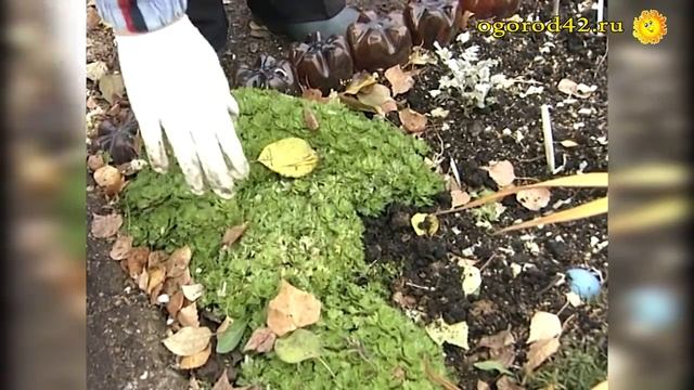 Секрет флокса, астильбы, ириса, камнеломки смотреть онлайн