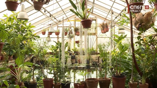 Новости СПбГУ: В Ботаническом саду СПбГУ запечатлели цветение кактуса «Царица ночи»