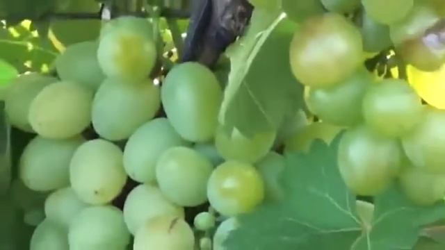 Виноград Божий Дар смотреть онлайн