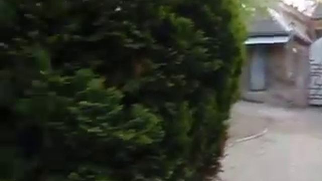 Коты во дворе на улице Ивана Франко в городе Черновцы смотреть онлайн