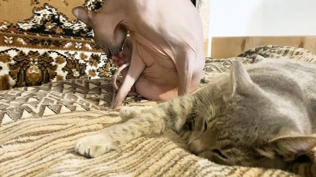 #104 Переселили птицу в утеплённый курятник. Осенняя погода / Переезд на ЮГ смотреть онлайн