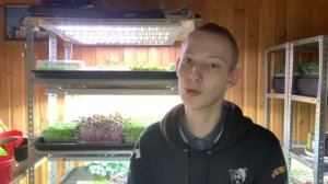 Как поливать Микрозелень? Способ быстрого полива! Как посадить микрозелень! Бизнес на микрозелени!