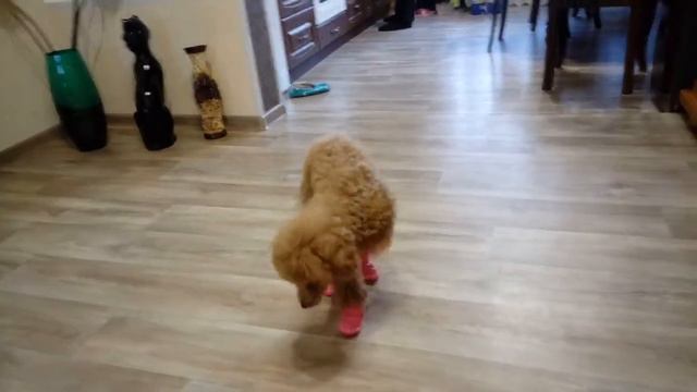 Той пудель,впервые в обуви. смотреть онлайн