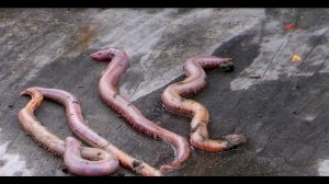 Ядовитый червь с медными зубами