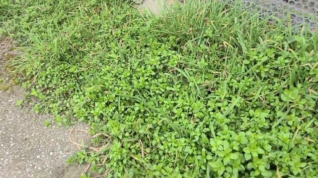 44ч?Дела домашние/Из Сибири на Юг/#купилидомнаюге смотреть онлайн